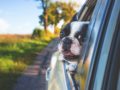 доверенность на автомобиль у собаки